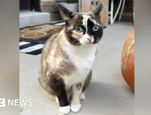 Stowaway cat accidently mailed to California in returned...
