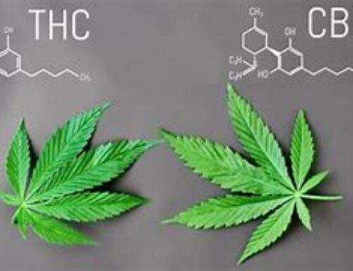 Hemp-derived THC Products are on a fast Rise