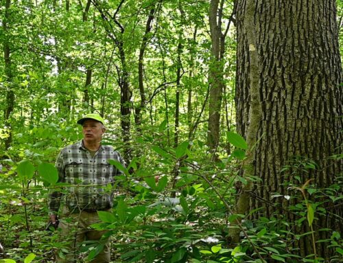 Groups, residents want city budget to help fund preservation of at-risk urban forests