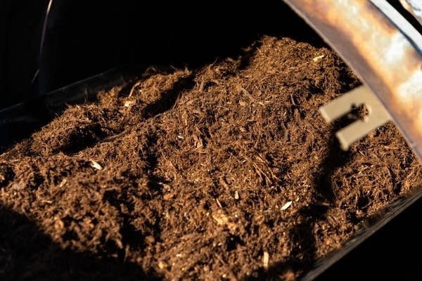 A close-up of processed wood mulch