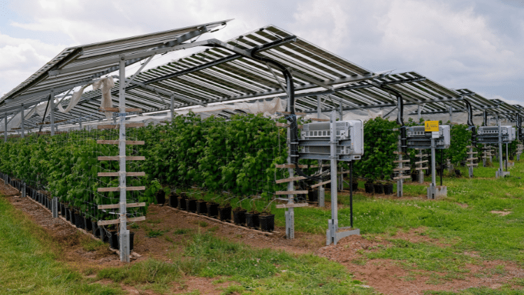 solar panels with raspberry bushes growing underneath them