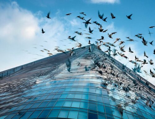 Tragic bird collision : 1,000 birds die crashing into building, raising environmental concerns