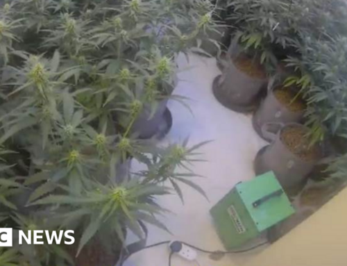 Hartlepool cannabis farm found after car stopped