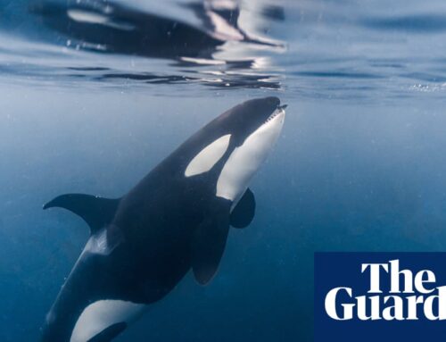 ‘Access to food is not the problem’: new orca study deepens mystery behind endangerment