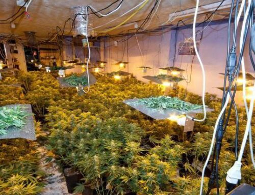 Crackdown on Albanian modern slavery cannabis gangs