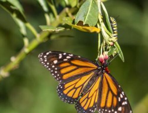 Butterflies trek through South Carolina for fall migration