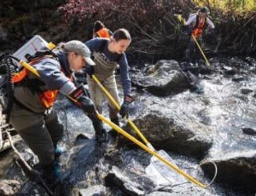 Volunteer effort nets thousands of stranded fish after Deschutes flow drop