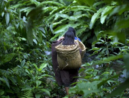 Ecosystems hang in the balance as Colombia hosts crucial biodiversity talks