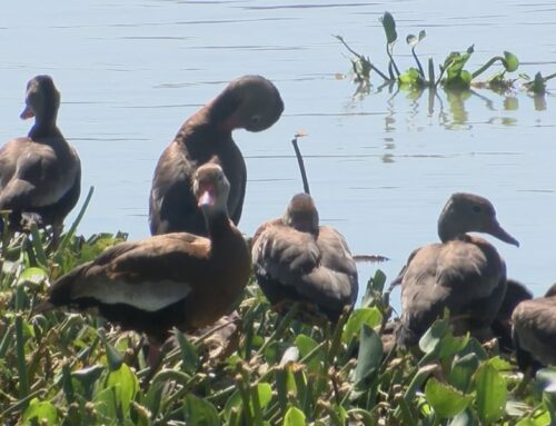 Love Our Lakes: New initiative aims to beautify and educate