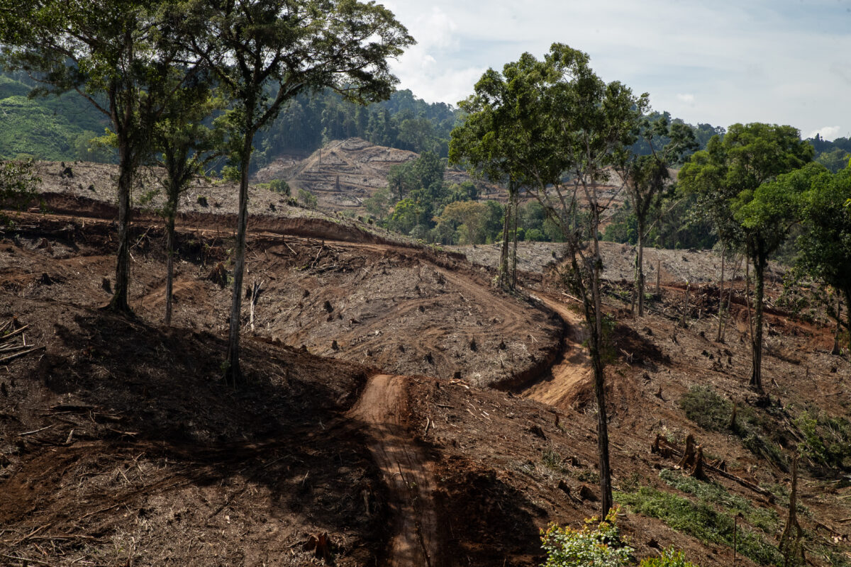 Natural forests that have been cleared. 