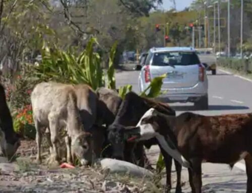 Organic milk: Health, environment and a good life for the cows