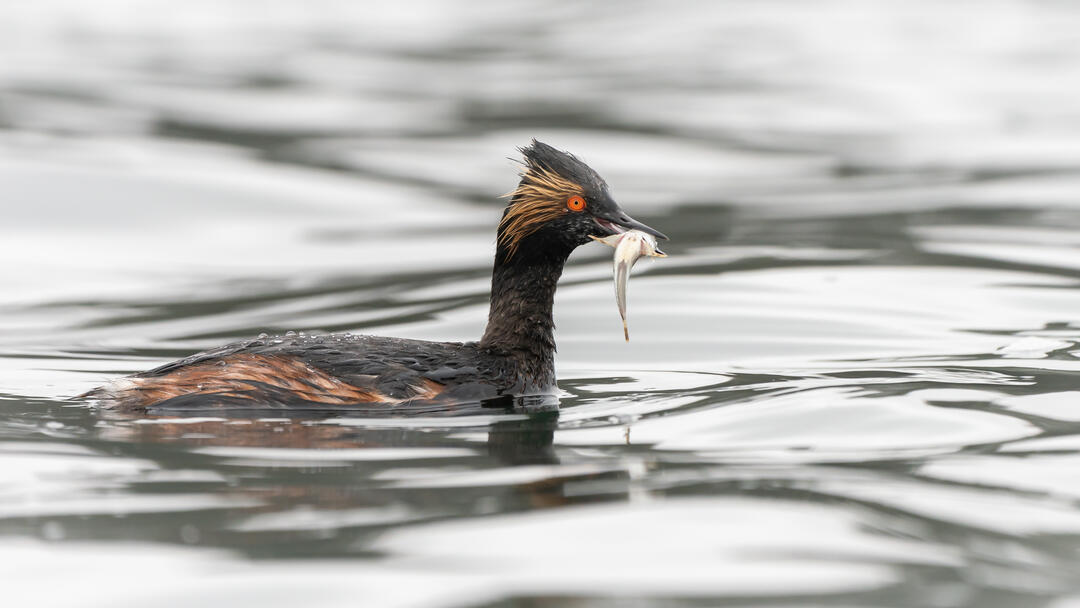 Eared Grebe