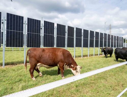 New Jersey Agrivoltaic Project Combines Solar Energy With Farming