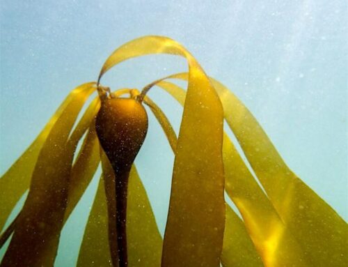 ‘Dive into Kelp’ event Oct. 12 in Edmonds explores plant’s impact on marine environment