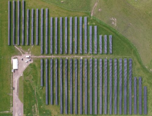 Trinasolar partners with Kiwi Solar and Trilect to launch Waikato’s first agrivoltaics project