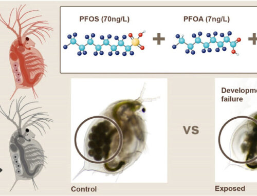 Microplastics and PFAS: Daphnia study finds combined impact results in greater environmental harm