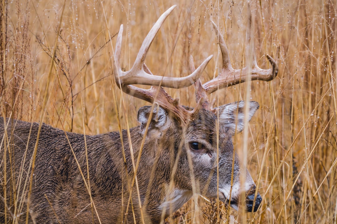 Poachers in Spink, Beadle counties avoid prison after 'sophisticated investigation'