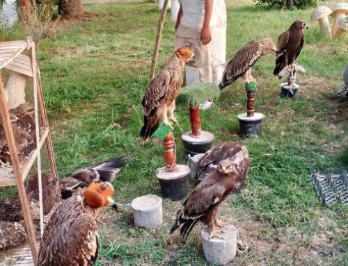 Egypt’s Environment Ministry rescues 20 animals of 5 endangered species