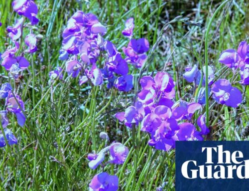 Spiky blue devils and chocolate lilies: Victorian grassland bursts with wildflowers after ecological ‘reset’