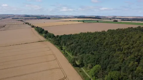 BBC A landscape shot from above on a sunny day, a patchwork of fields and woodland. 