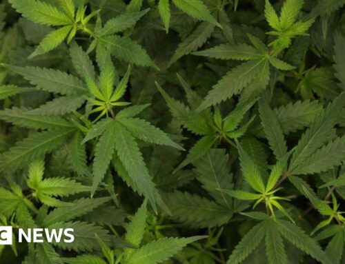 Leeds man charged over £17m cannabis import find