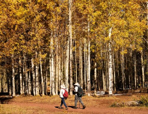 Drought, higher temperatures, hungry elk threaten aspen trees near Flagstaff