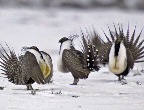 Biden administration to restrict drilling, renewables in the U.S. West — including Colorado — to help struggling bird