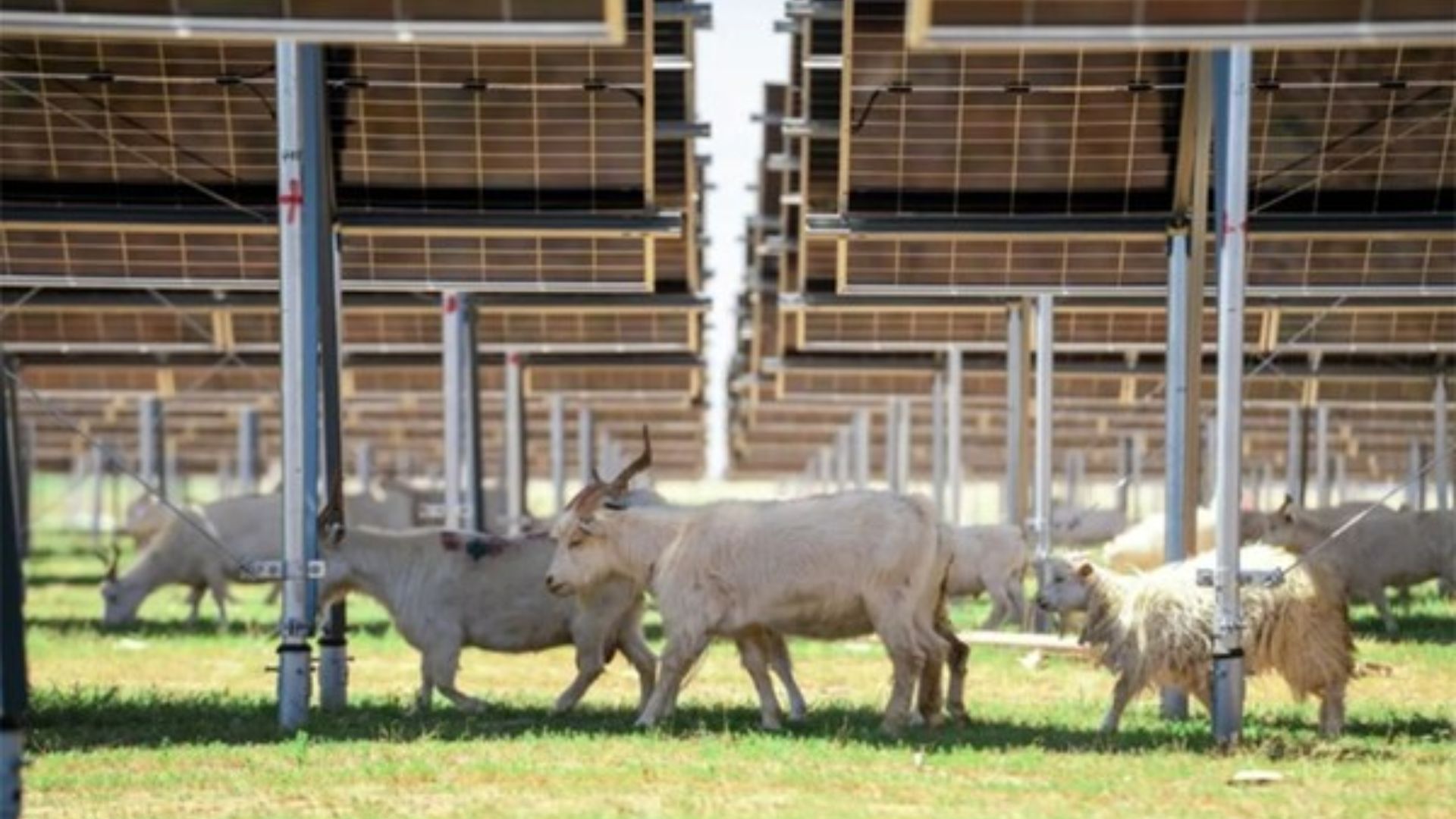 Australian white sheep grazing under solar panels. 