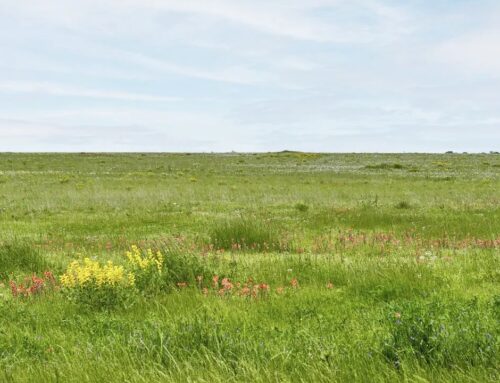 Ørsted’s largest solar farm in the world is now online in Texas