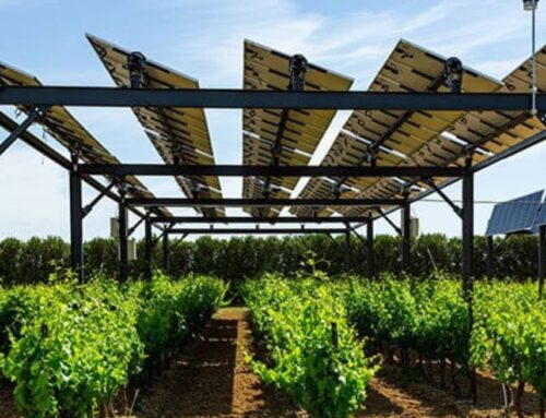 Texas already grows the first “solar crops”…There’s something more shocking than its taste