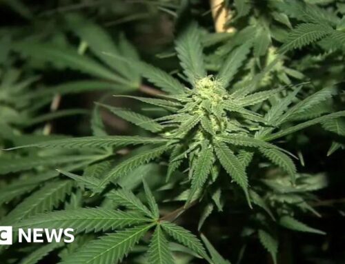 Isle of Man cannabis cultivation facility backed by planners