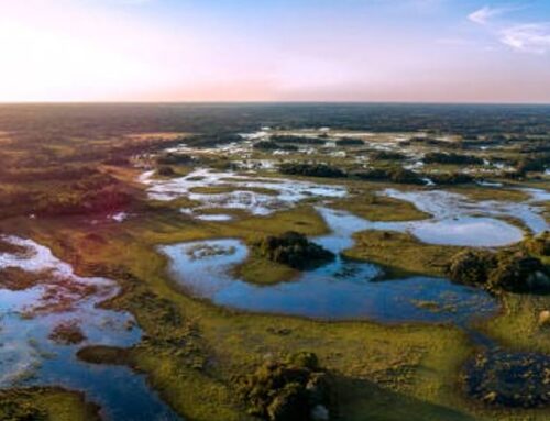 Tropical wetlands are releasing a methane bomb, threatening climate plans