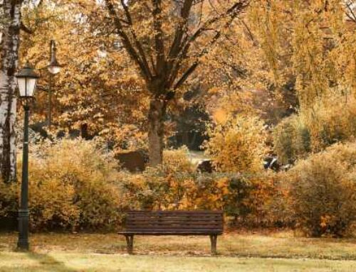 Do The Environment A Favor And Don’t Rake Leaves From Your Lawn Anymore