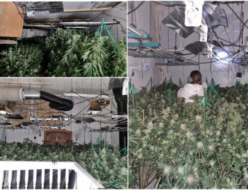 Police discover ANOTHER town centre cannabis farm after reports of a break-in