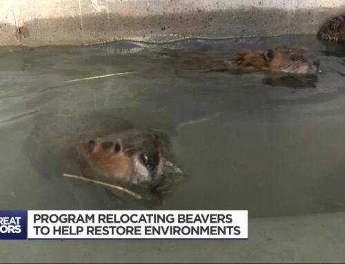 Video: Utah program helping relocate beavers to restore environment