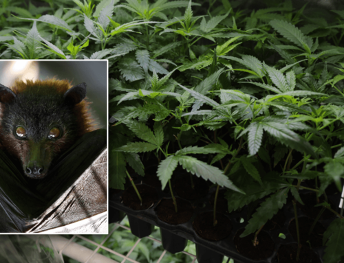 Two men die after using bat poop to grow cannabis