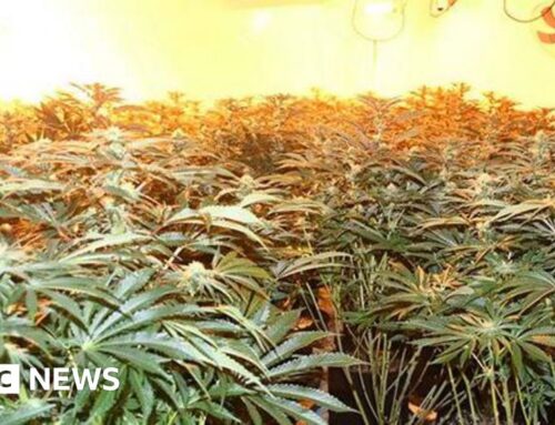 Police find ‘sophisticated’ cannabis grow in West Bridgford house