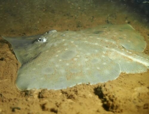 Environment department pushed to not upgrade status of endangered Maugean skate, documents reveal