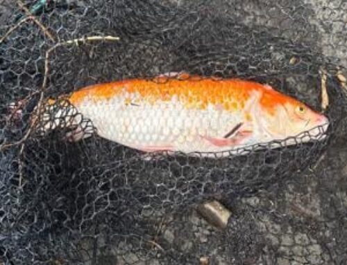 ODFW removes invasive koi from McKenzie River, warns public about dumping ornamental fish