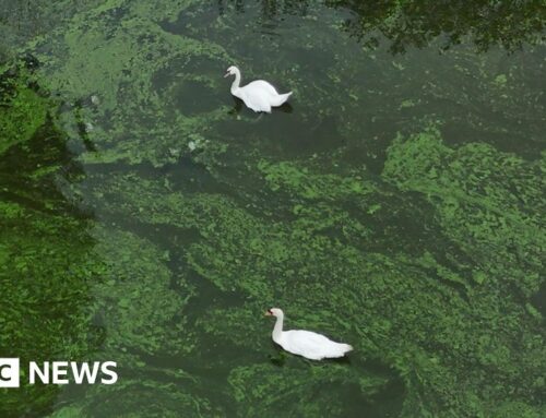 Plight of loughs and rivers dominates environment news