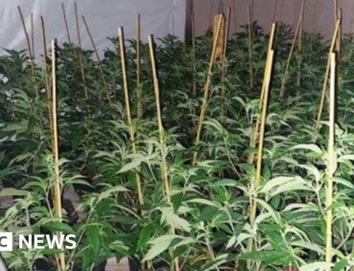 Three arrested as cannabis cultivation shut down