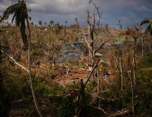 Mayotte faces environment, biodiversity crisis after cyclone