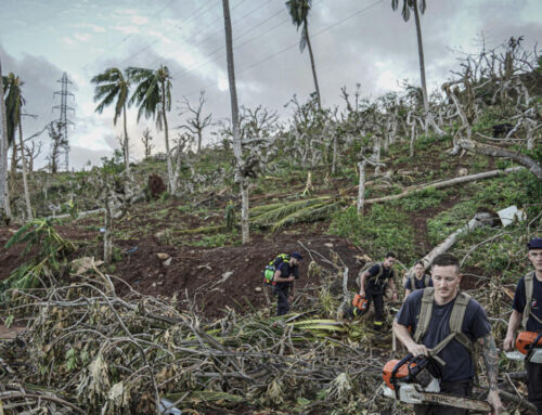 Ravaged forest threatens Mayotte’s biodiversity, economy and food security