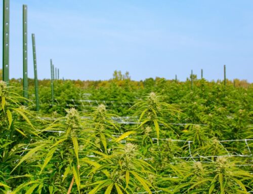 California issues list of approved pesticides for cannabis cultivation