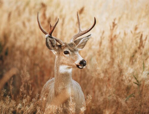 Oregon gets $33M to construct wildlife crossing over I-5 in southwest Oregon