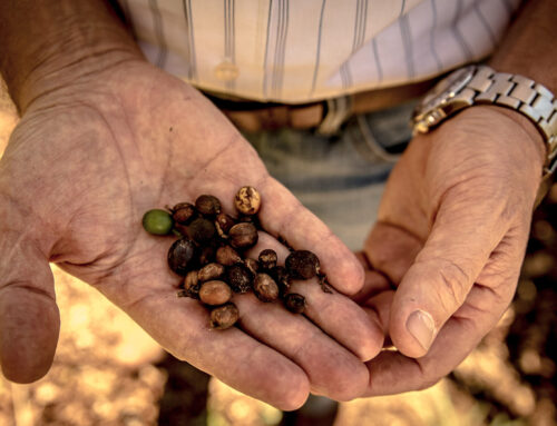 Droughts in Brazil and Vietnam Are Driving up Global Coffee Prices