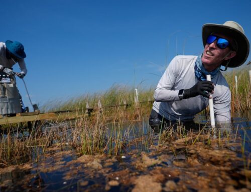 In Florida, a race is on to save the Everglades and protect a key source of drinking water