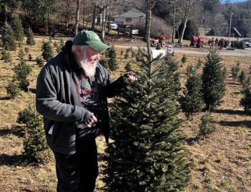 Christmas tree farmers struggle through challenging season