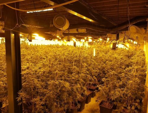 13 ways to spot a cannabis farm in your neighbourhood