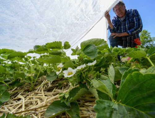 Climate change means strawberry plants need protection in winter